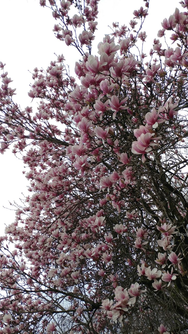 magnolia tree