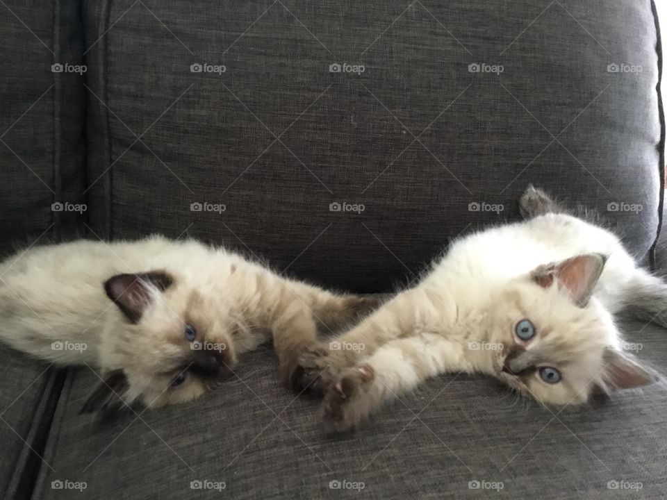 Cute fluffy sister kittens resting after play