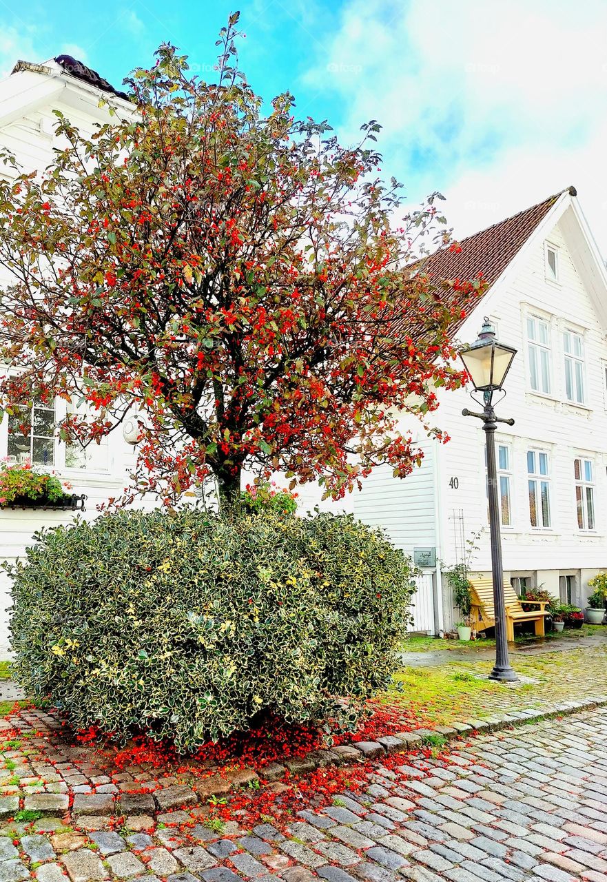 tree with red berries