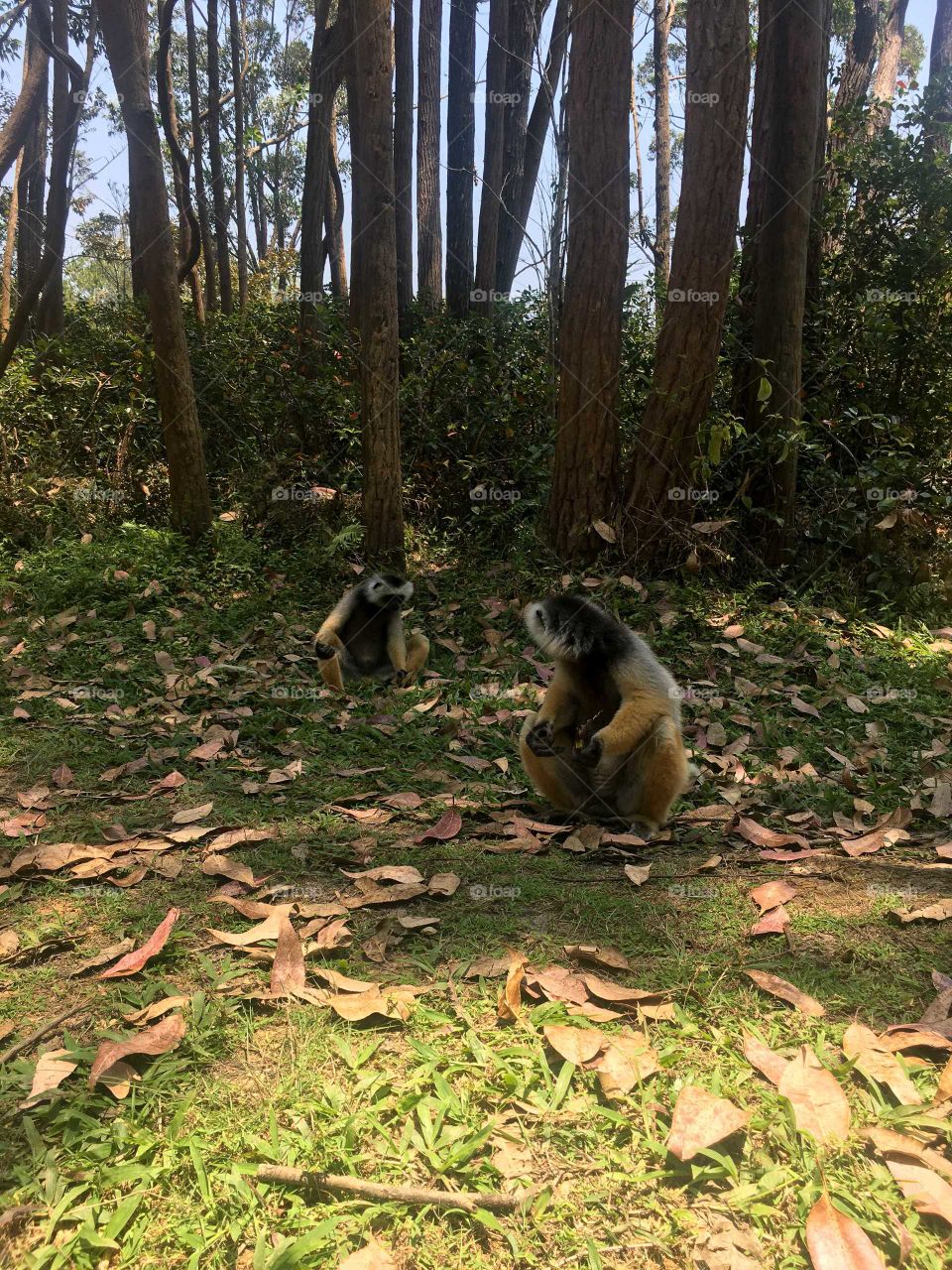 leamers sitting in autumn leaves
