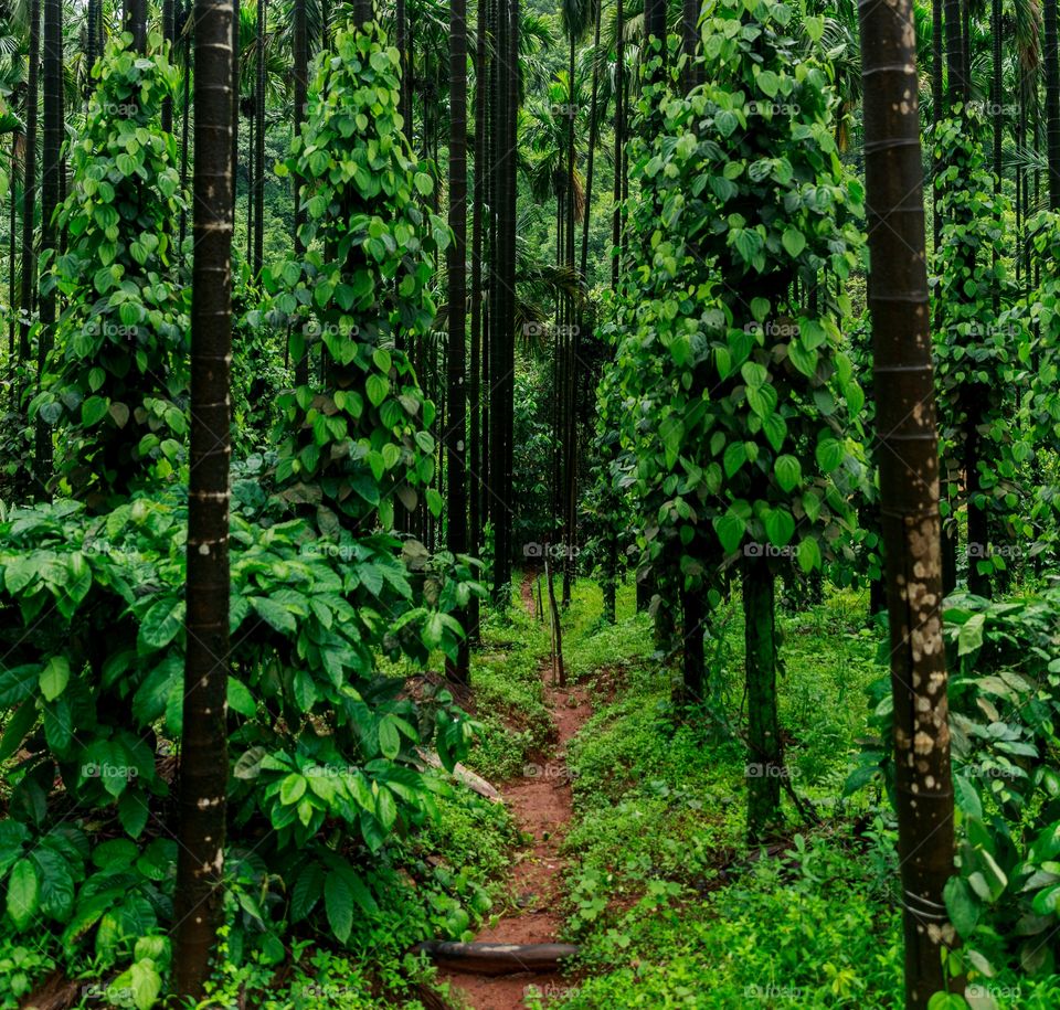 the green forest of Western ghats, India