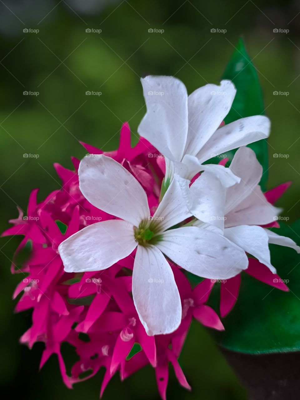 red flower with white