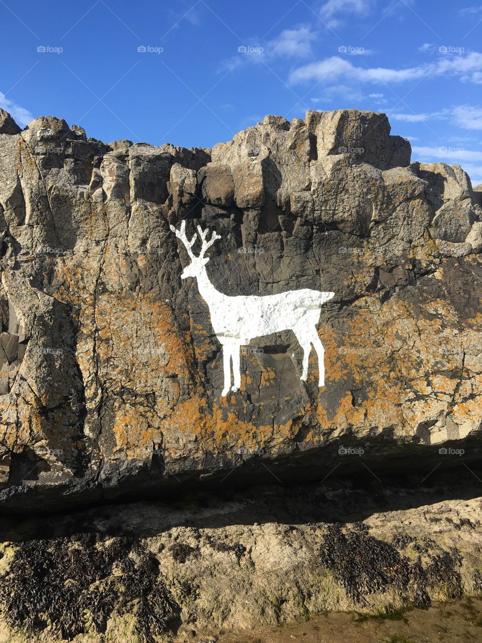 Stag rocks of Bamburgh, home to many varieties of wildlife, and so named because of the magnificent white-painted stag found painted onto the cliff face there.