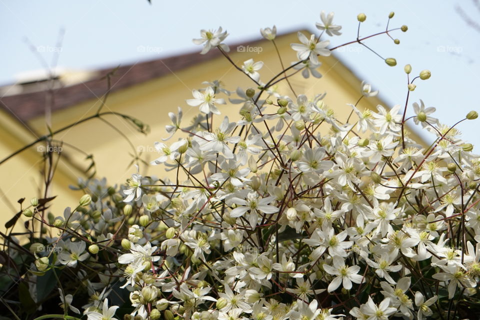 spring blossoms