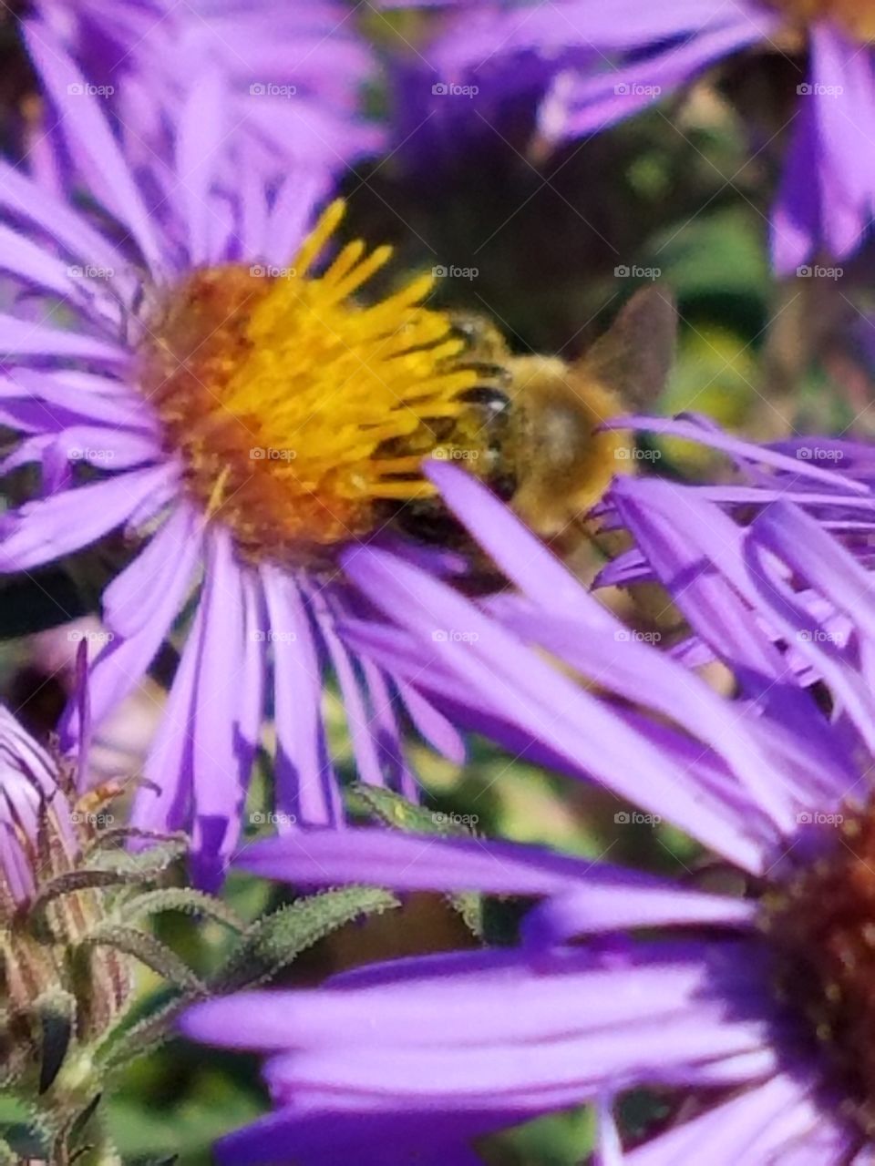 Bee