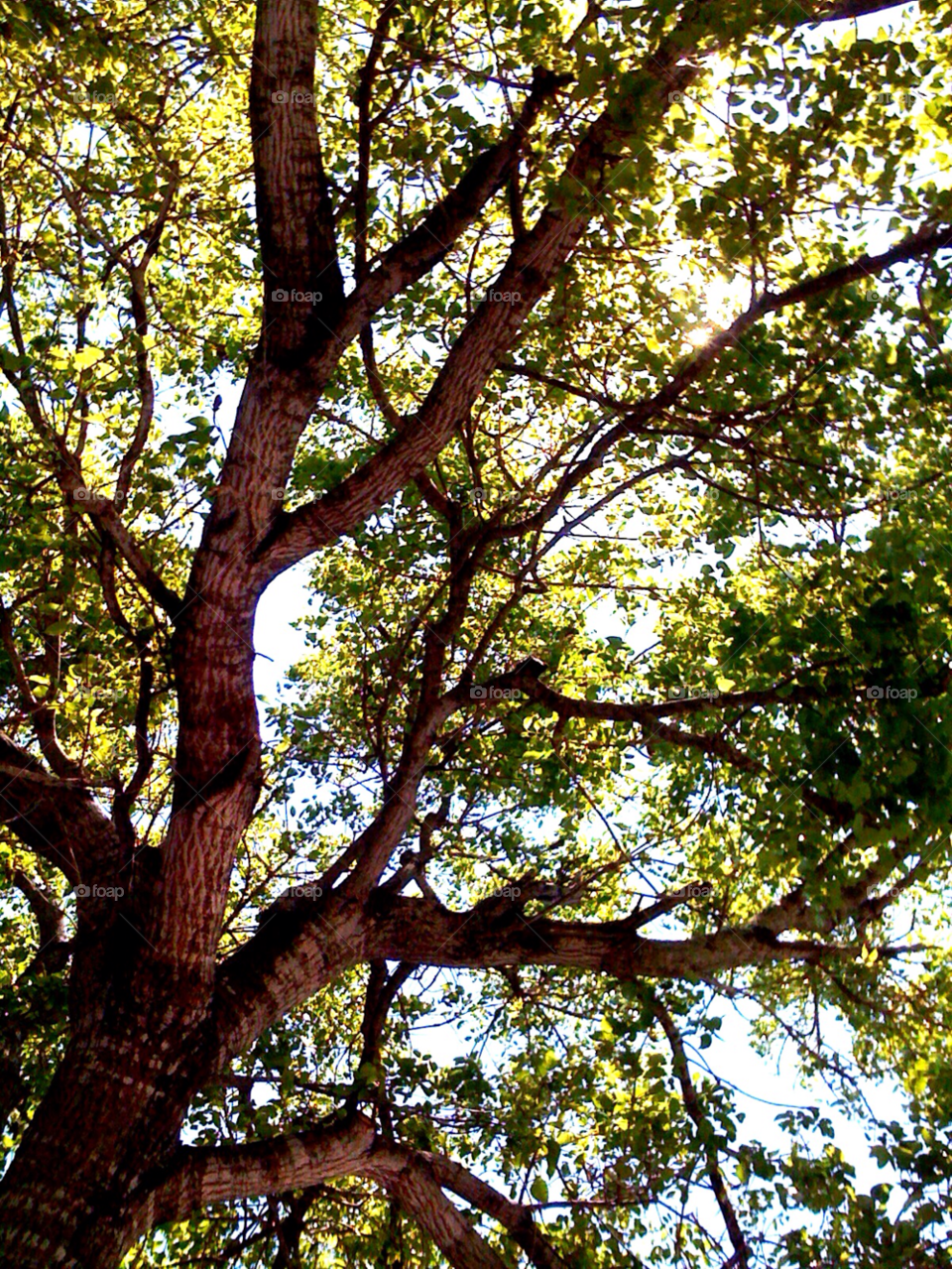 green nature tree shadow by jmsilva59