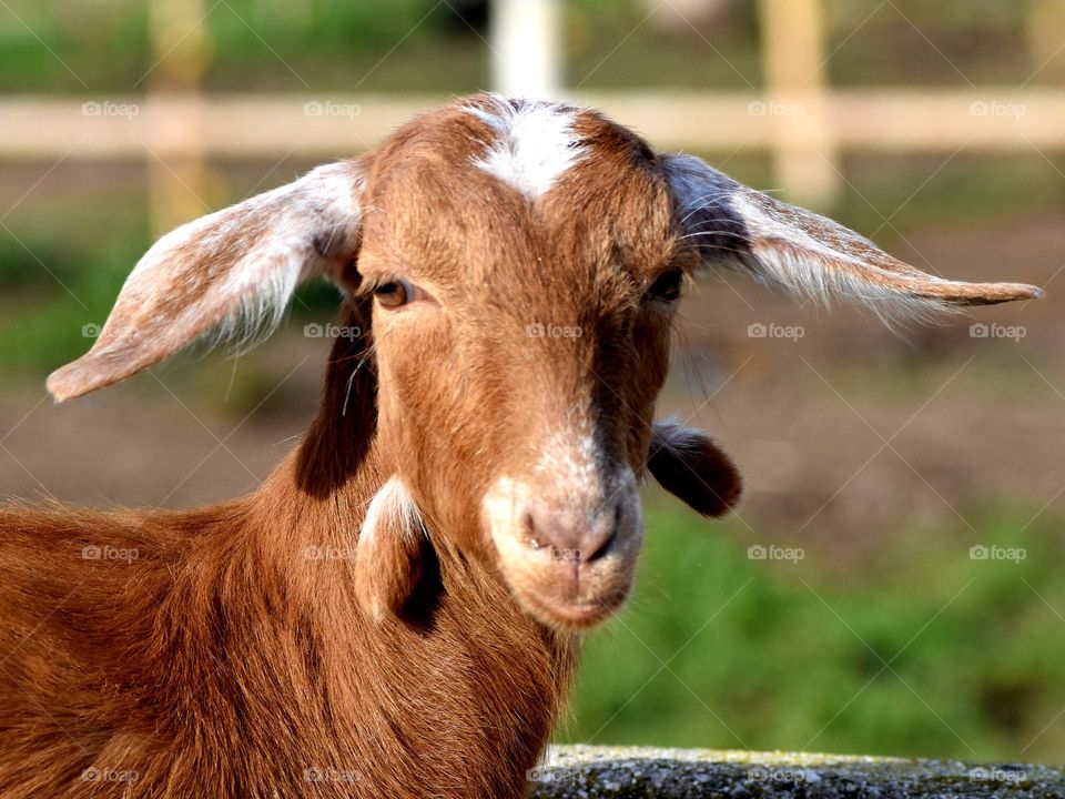 goat portrait