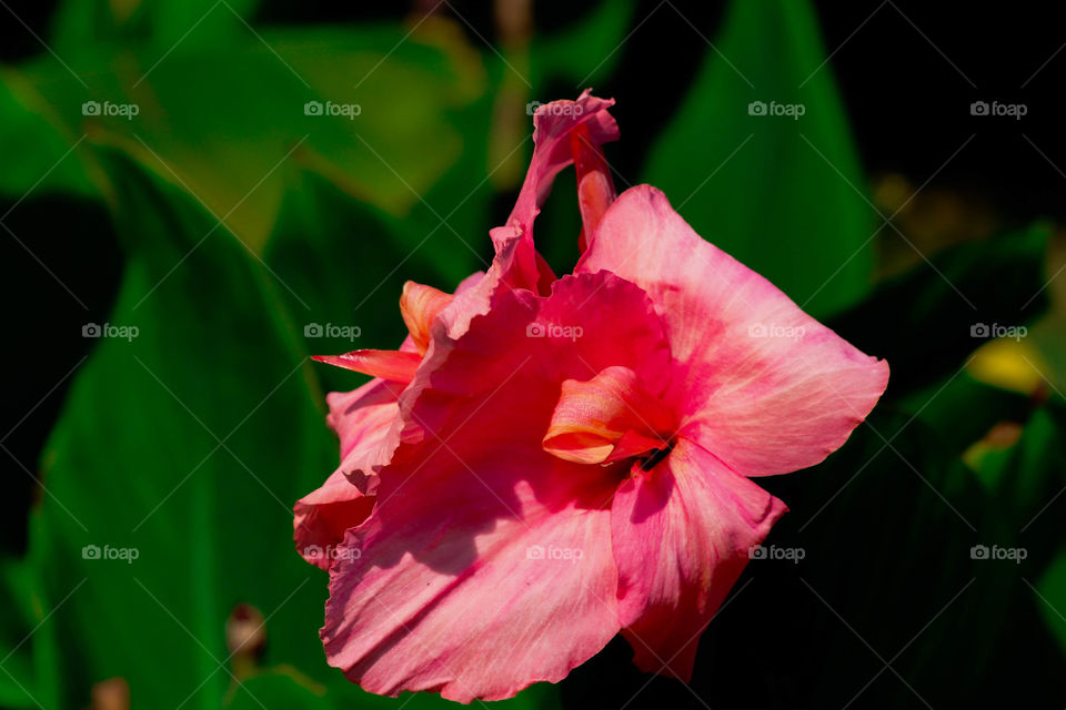 beautiful  coral flower
