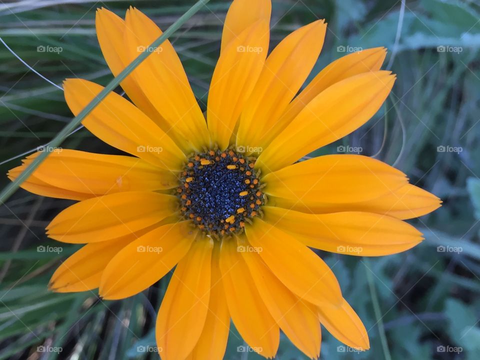 Bright yellow flower