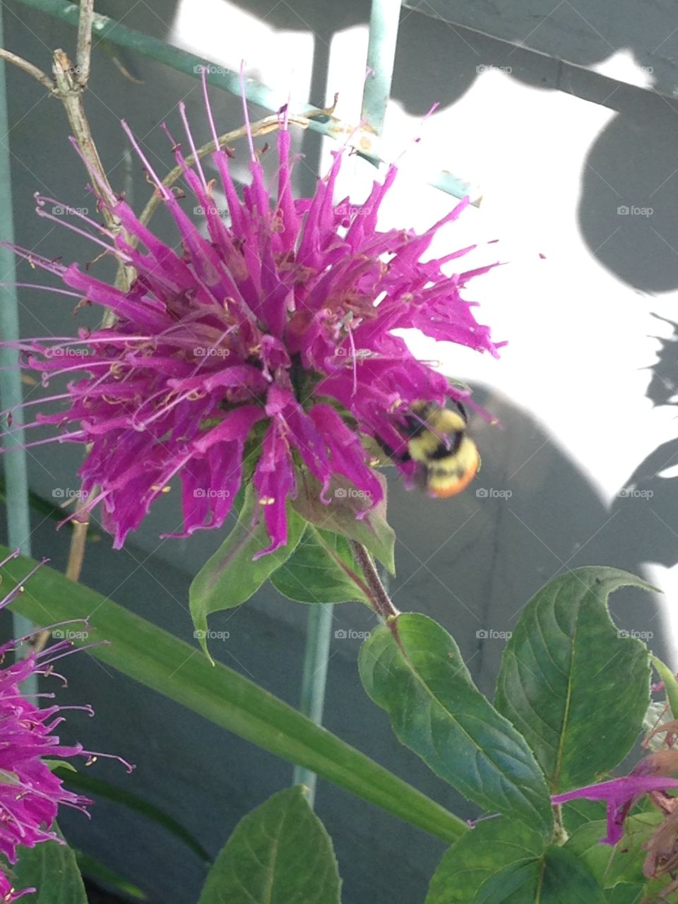 Bee in beebalm