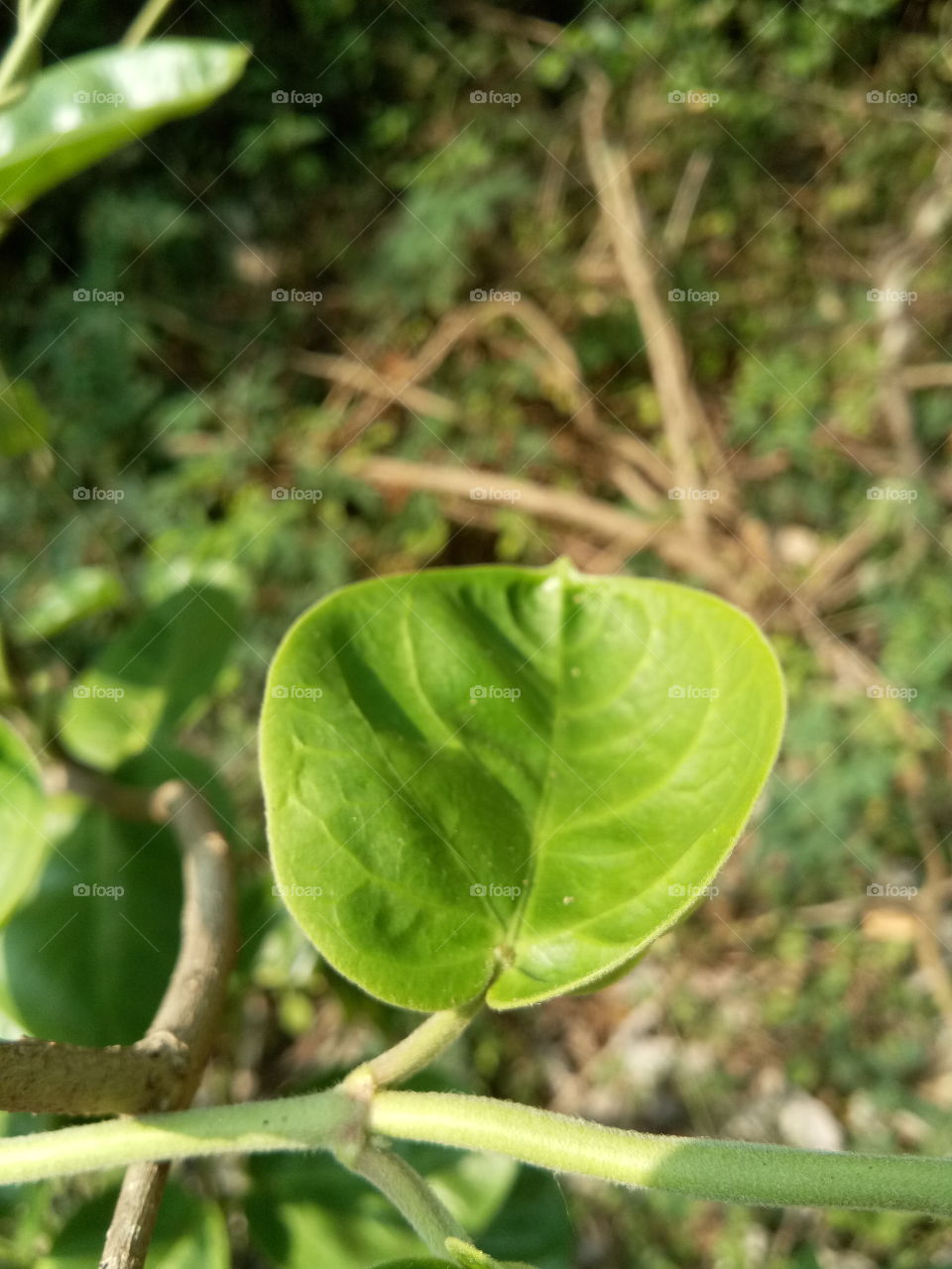 the most beautiful single leaf on tree