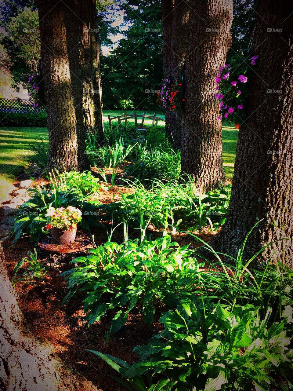 Serene Backyard. My In-Laws backyard. So beautiful. Adams, Massachusetts 