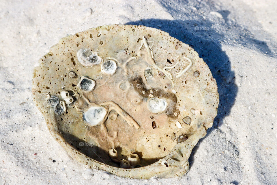 Shell and sand on the beach.