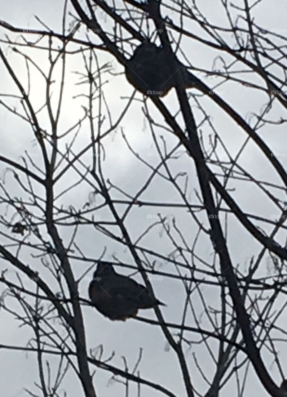 Three birds on the branches 