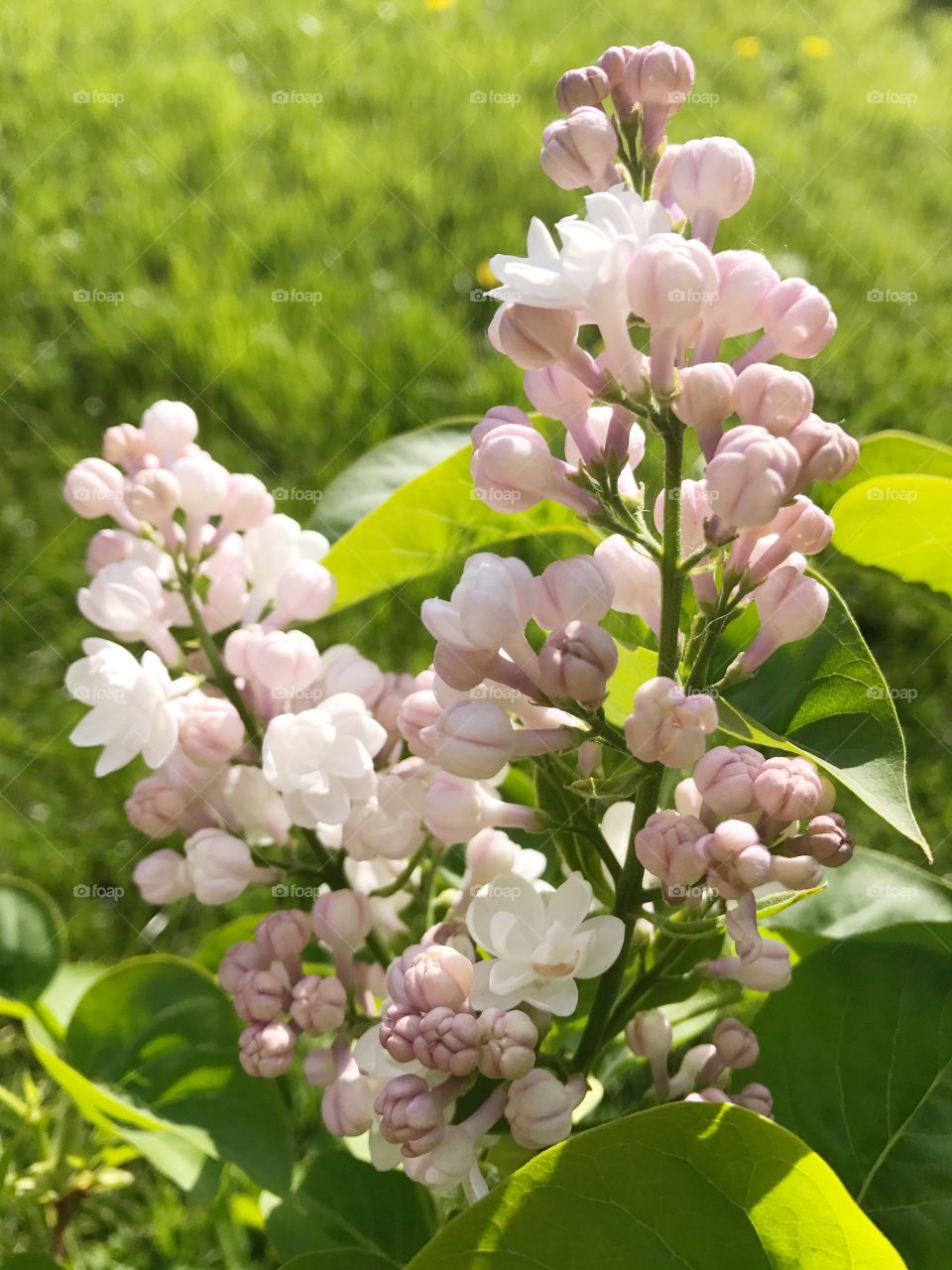 Common lilac, syringa vulgaris flowers in spring 