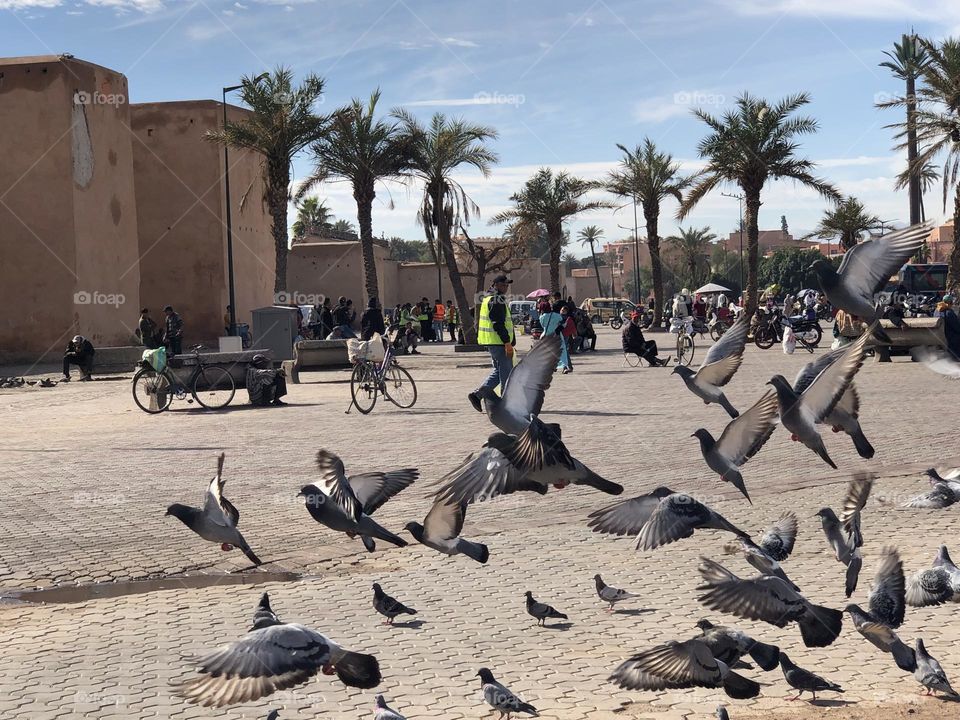 a flock of pigeons flying in the square