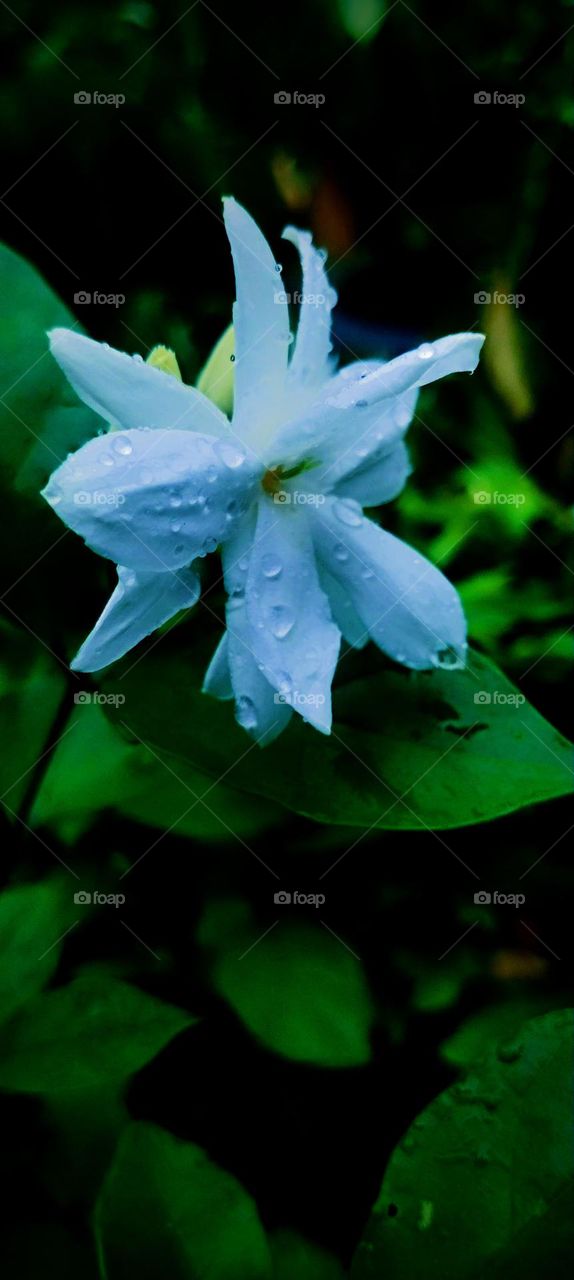 The image conveys a serene mood, with water droplets and soft lighting enhancing its fresh, dewy quality. The natural setting underscores tranquility and the beauty of nature, showcasing the photographer's skill in capturing subtle, fleeting moments.