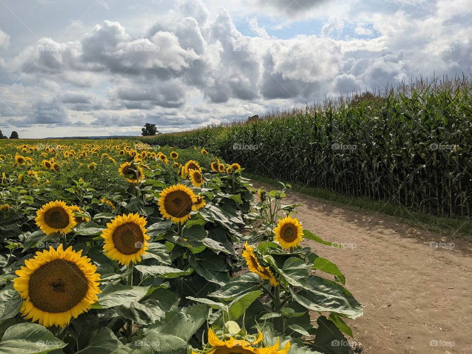 sunflower farm