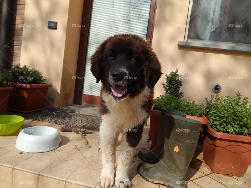puppy of central asia shepherd smile