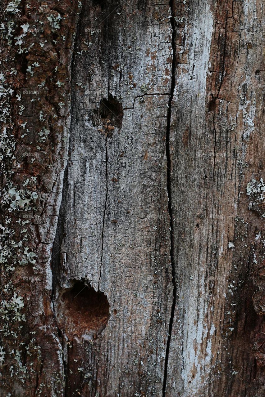 Tree bark