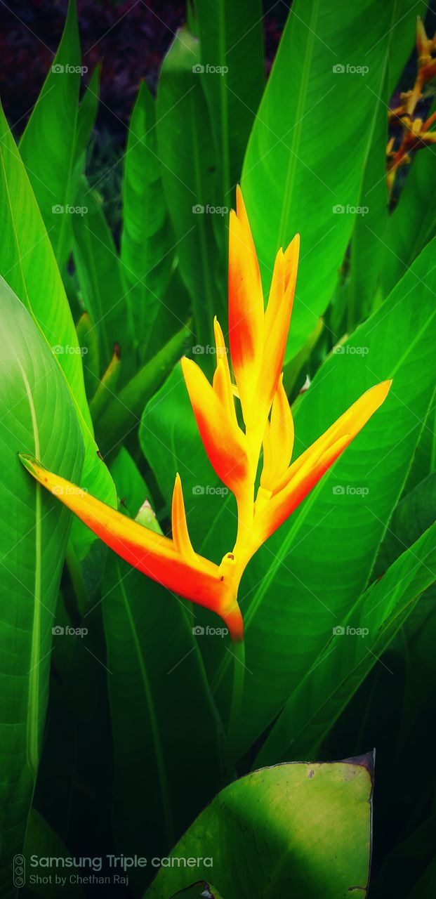 heliconia love