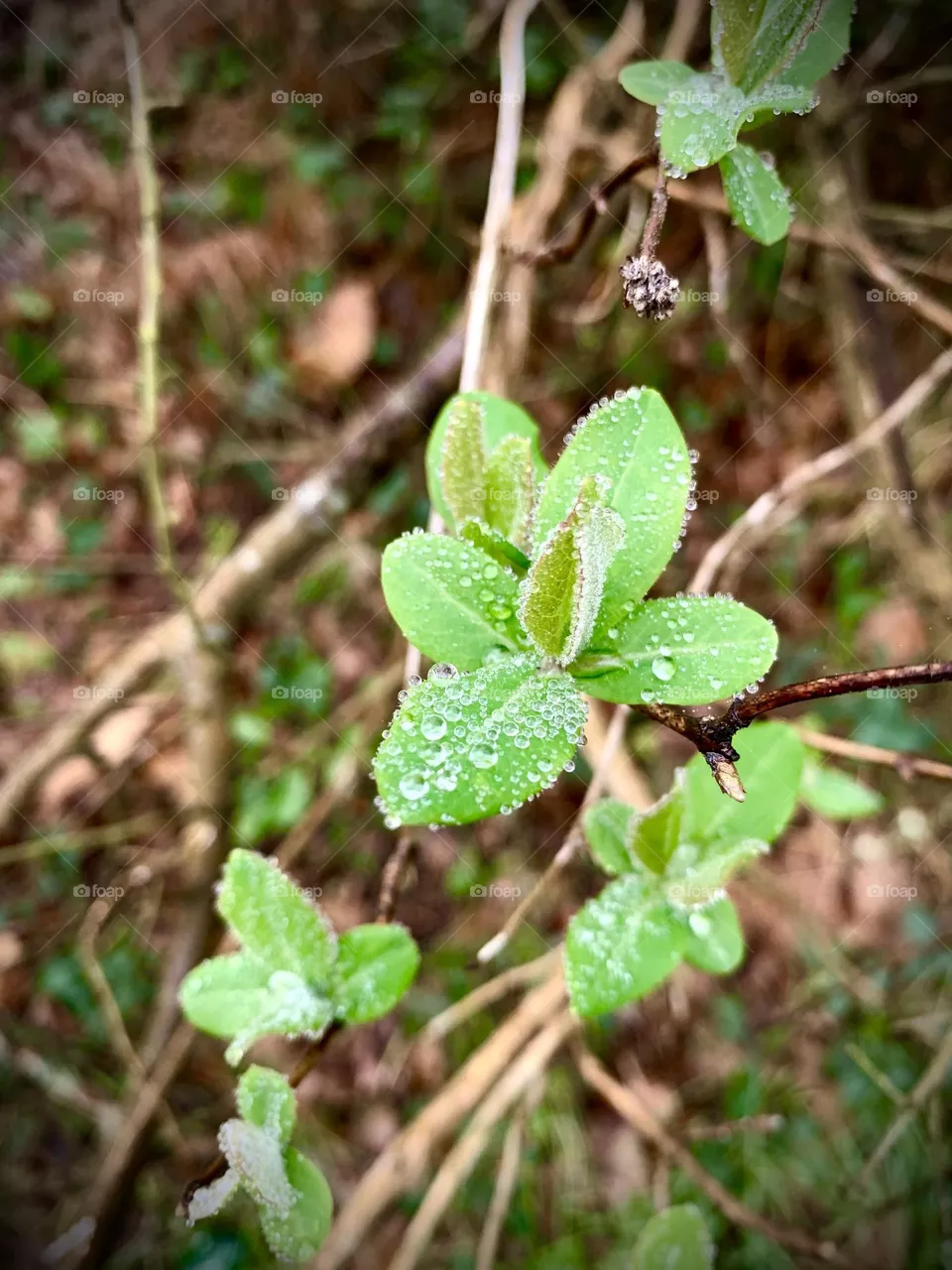 Nature