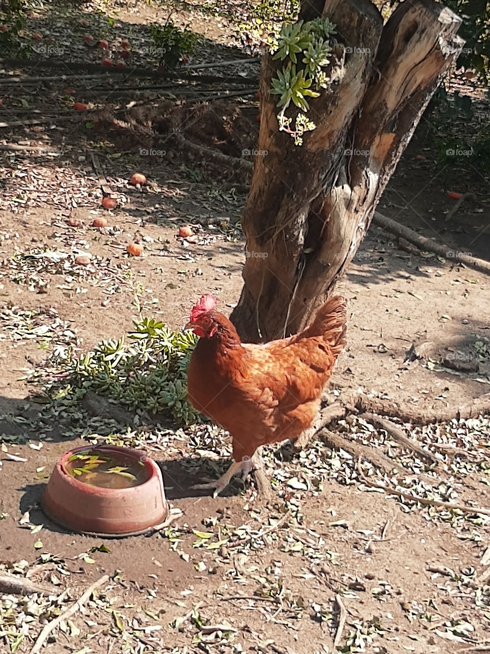 a hen in the backyard