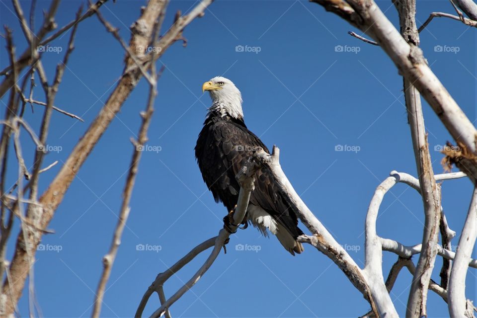 Arizona bald eagle looking beautiful and majestic in a tree