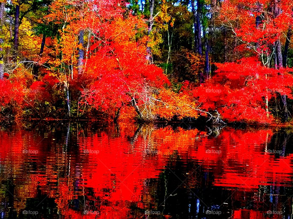 red fall