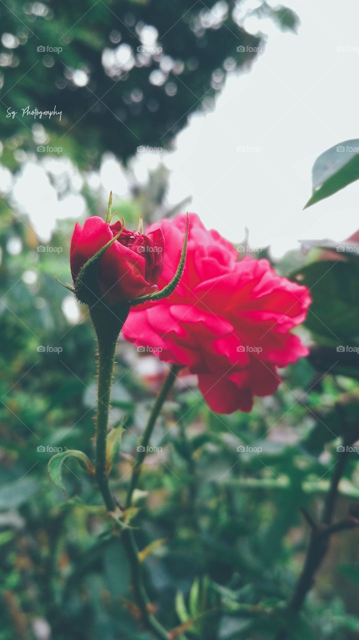 Rose 🌹