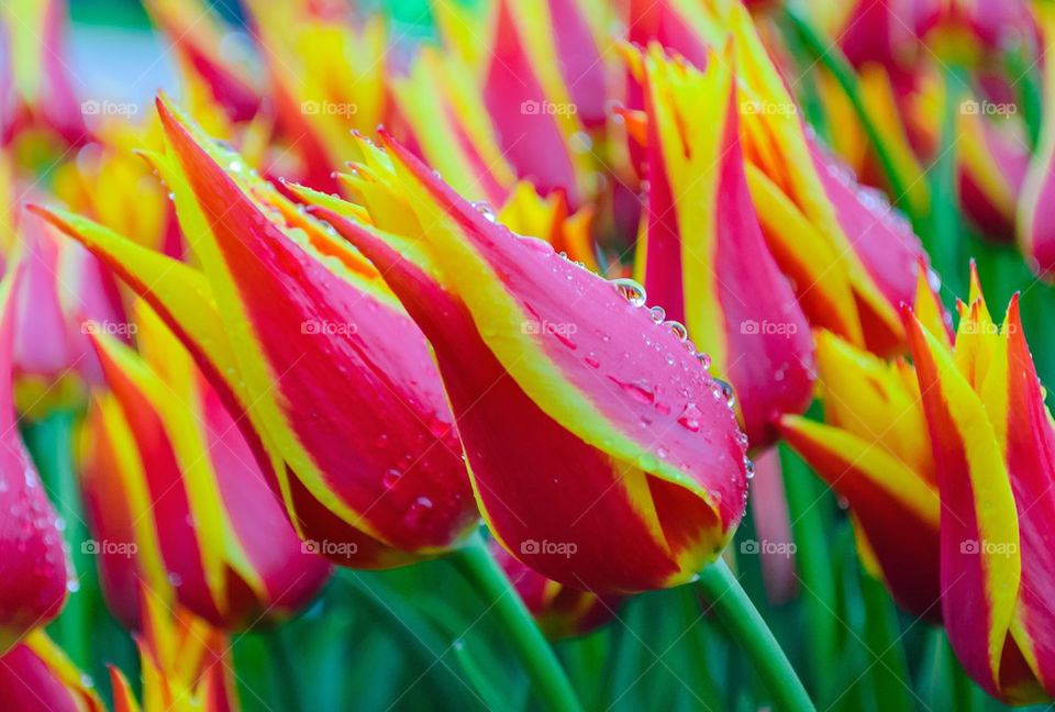 Water drop on tulip flowers