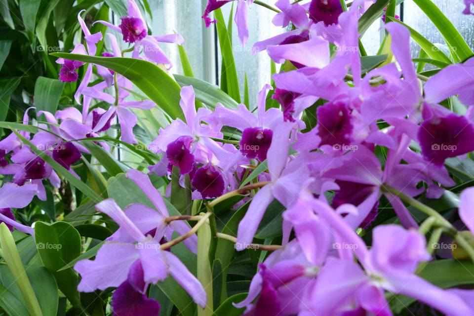 Purple flower blossoms