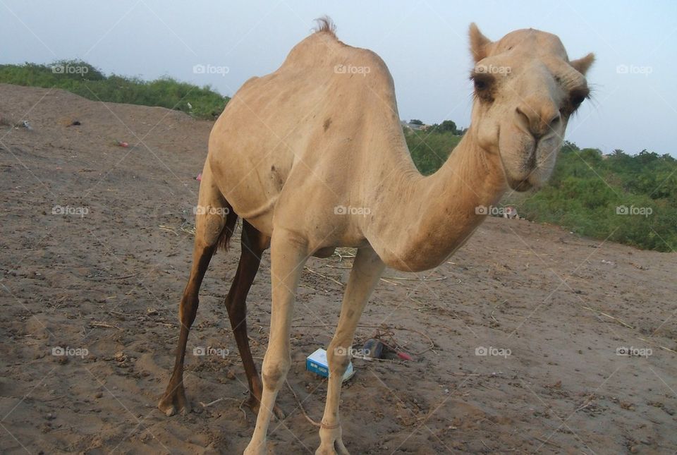 Camel in Dessert