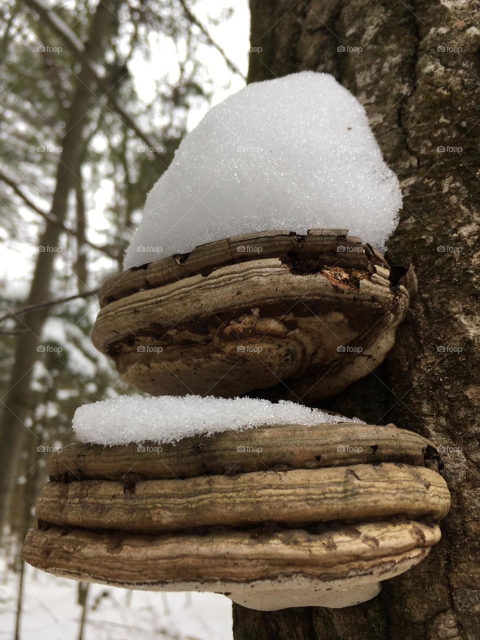 Natures Snow Shelf