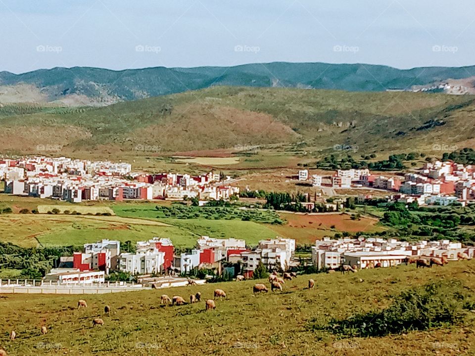 sheep are feeding in a pasture from home