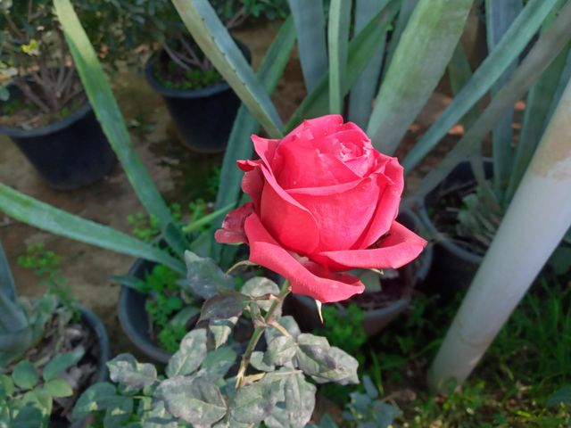 colors flower