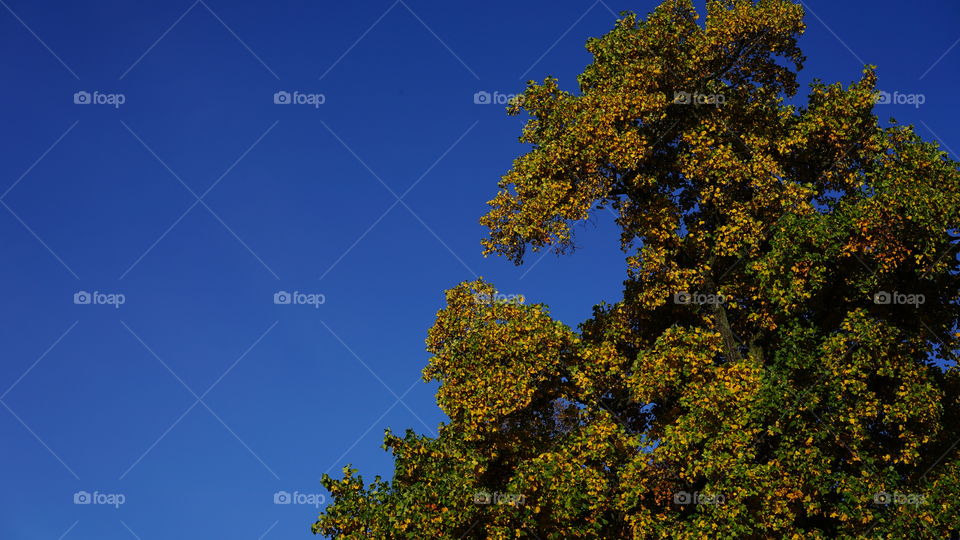 Tree and blue sky in Antwerp