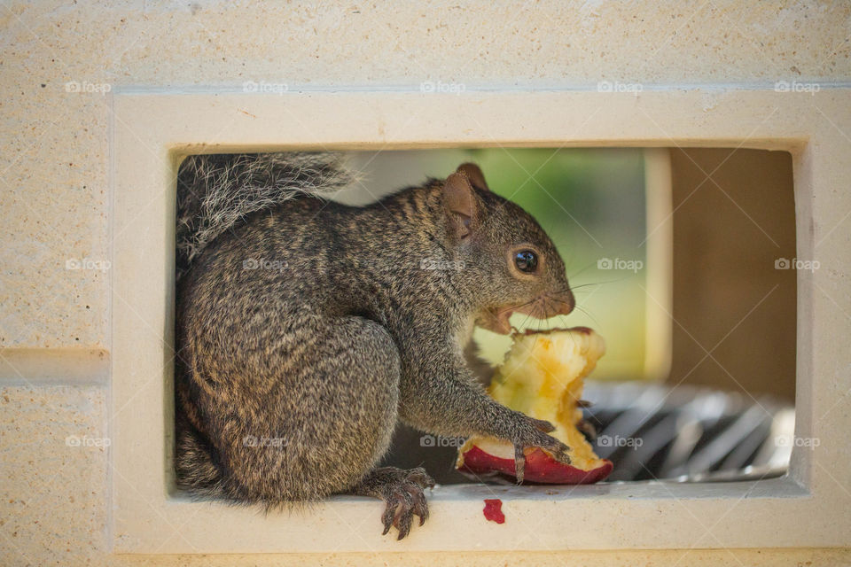 Mammal, Animal, Rodent, Squirrel, Portrait