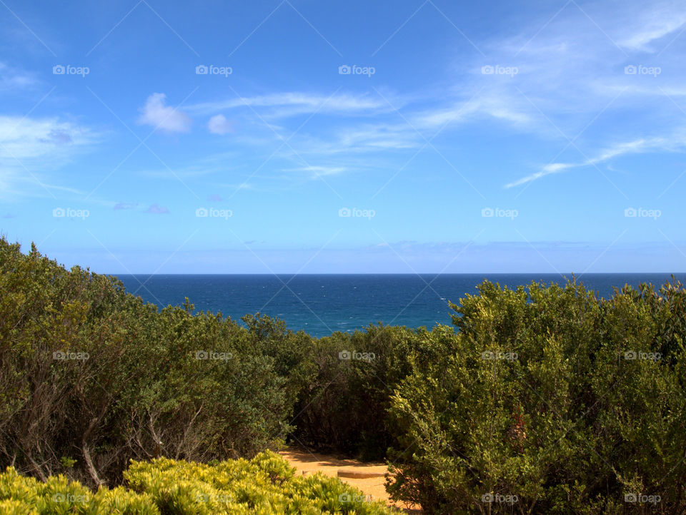 view over the forest and the ocean