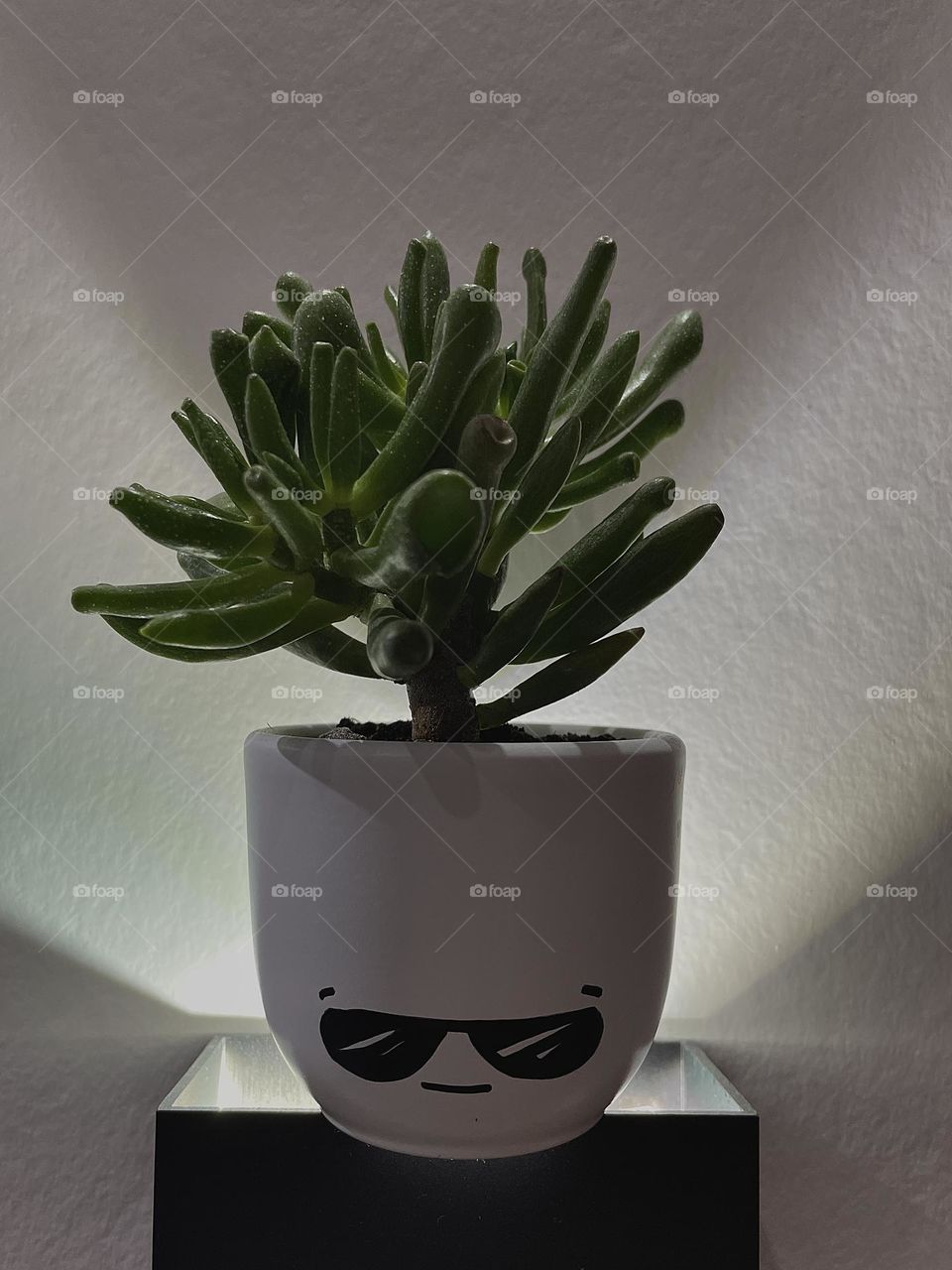 Crassula Hobbit in an emotion pot