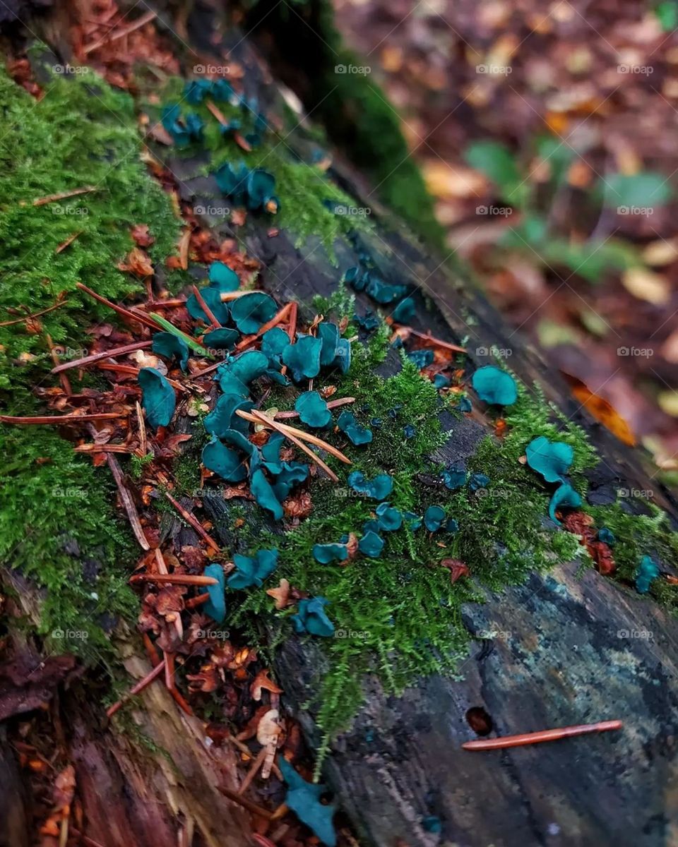 Blue Mushrooms 