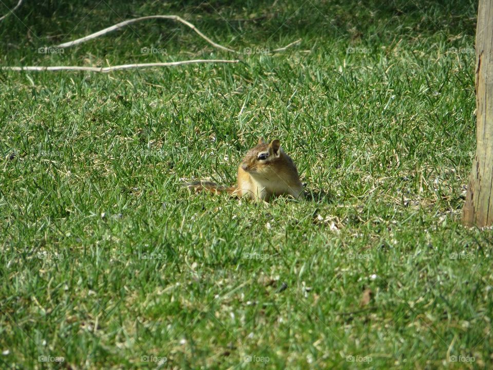 Chipmunk 
