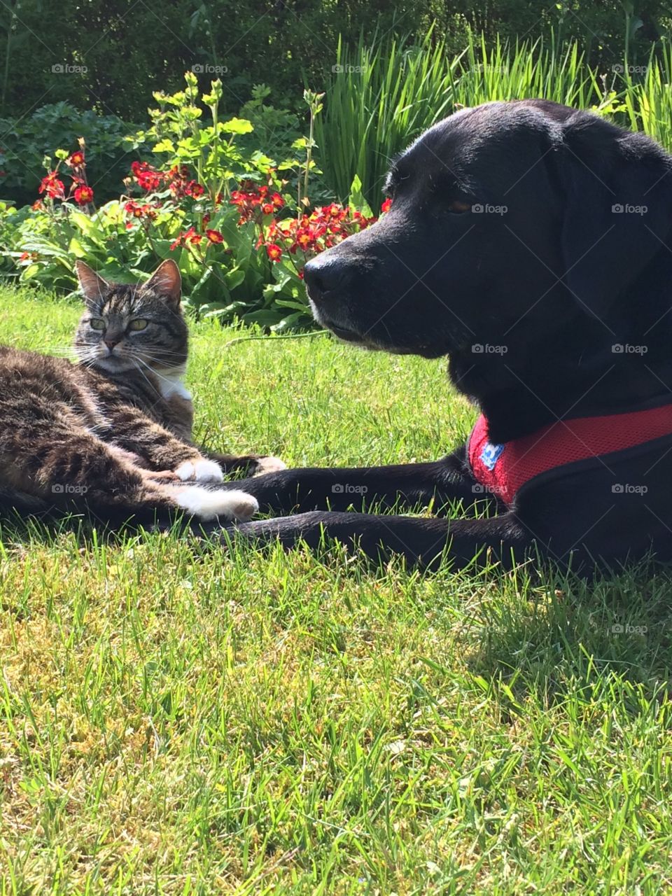 Cat and dog friends