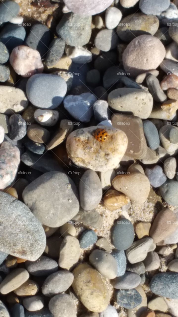 pebbles and ladybug