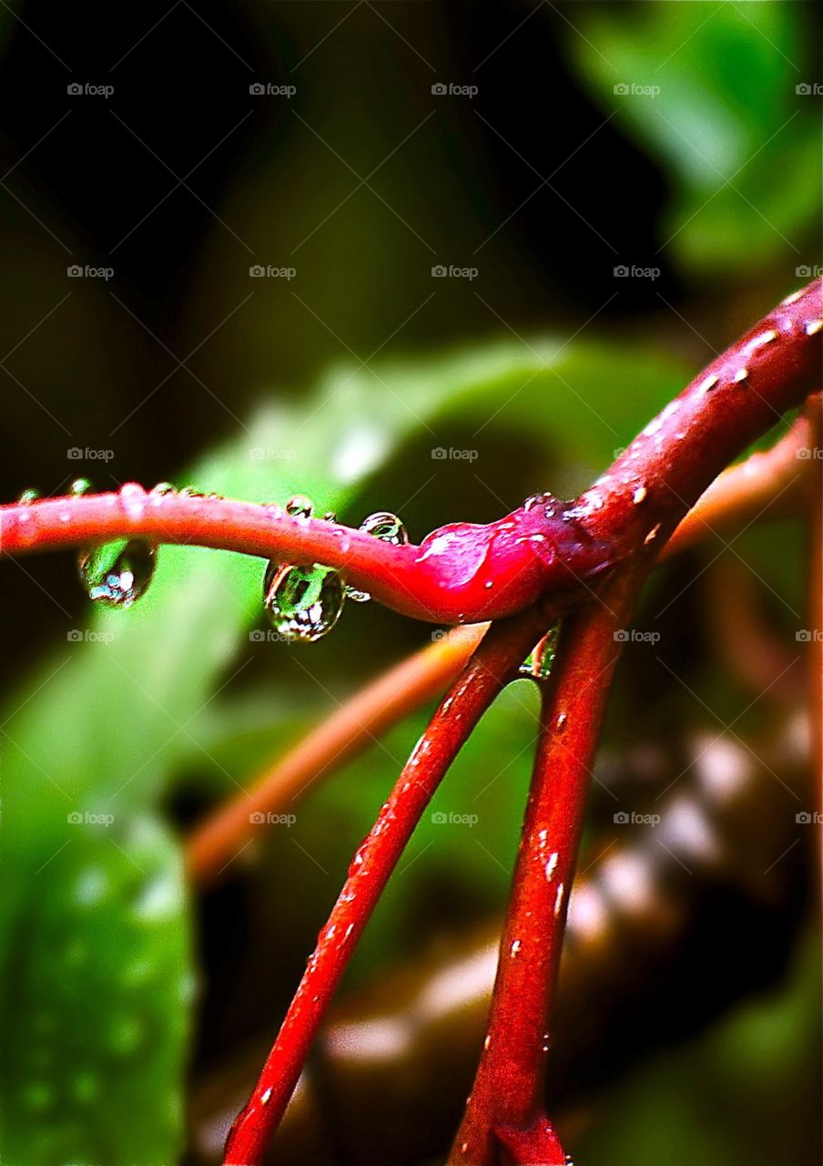Branch after the rain