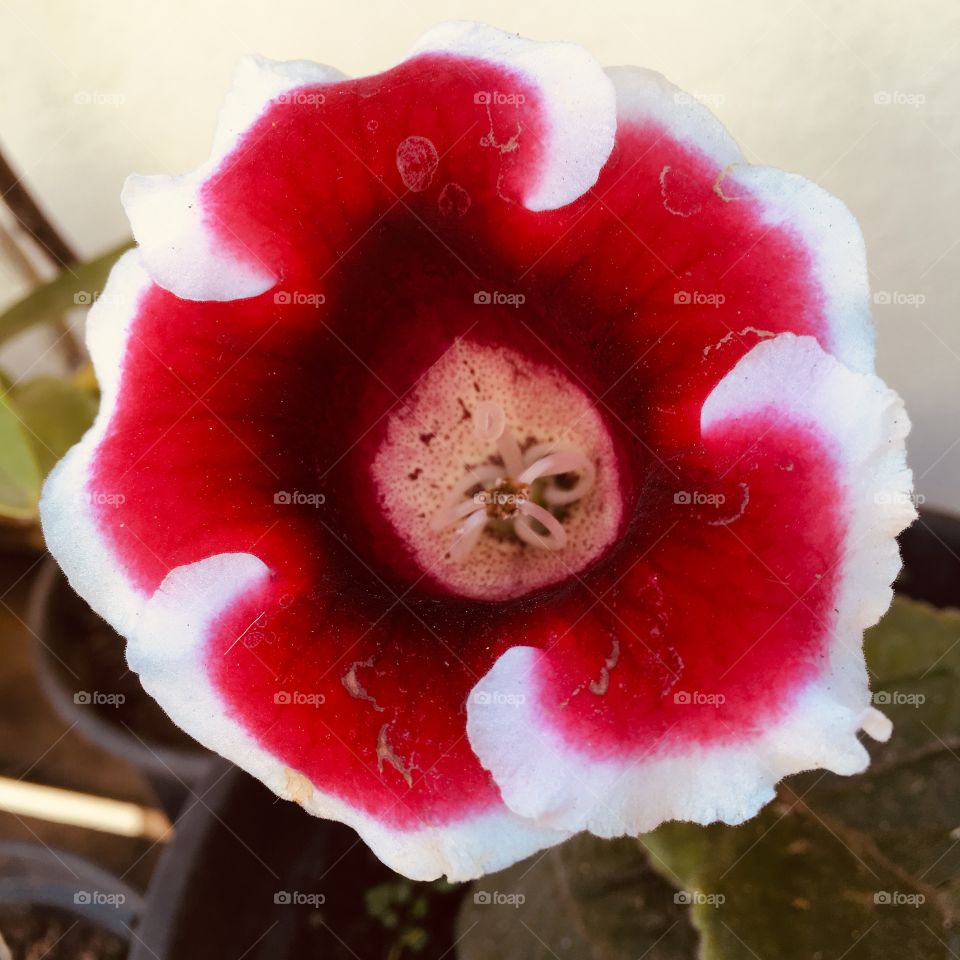 🌺Fim de #cooper!
Mesmo estando suado, cansado e feliz, vale a pena ficar alongando no #jardim e curtindo a beleza das #flores (essa, clicada ontem).
🏁
#corrida #treino #flor #flower #flowers #pétalas #pétala #jardinagem #garden #flora #run #running