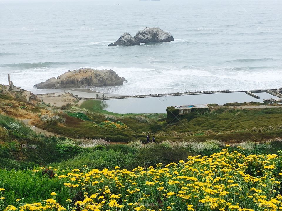  Beach and wild flower