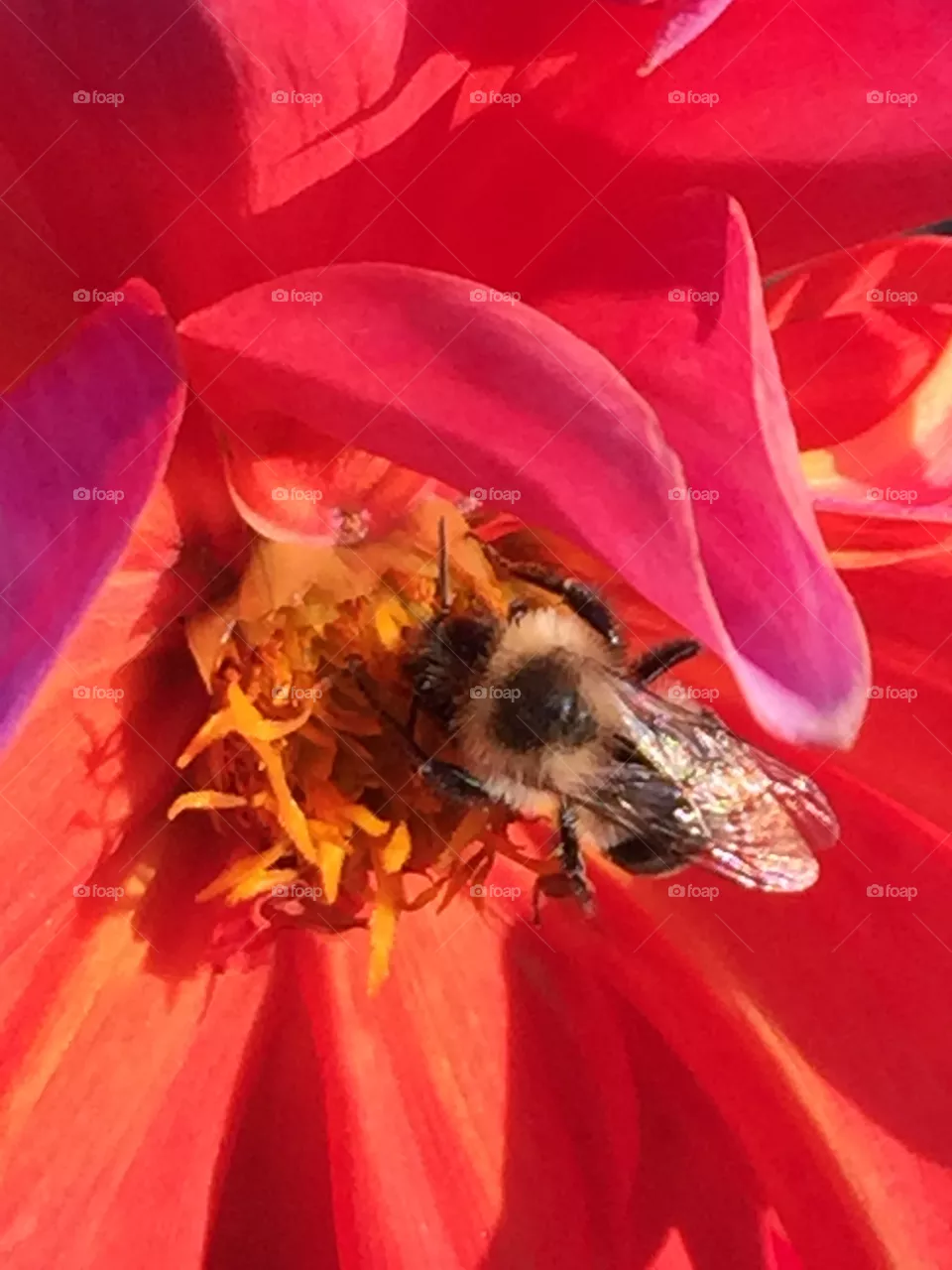 Dahlia 