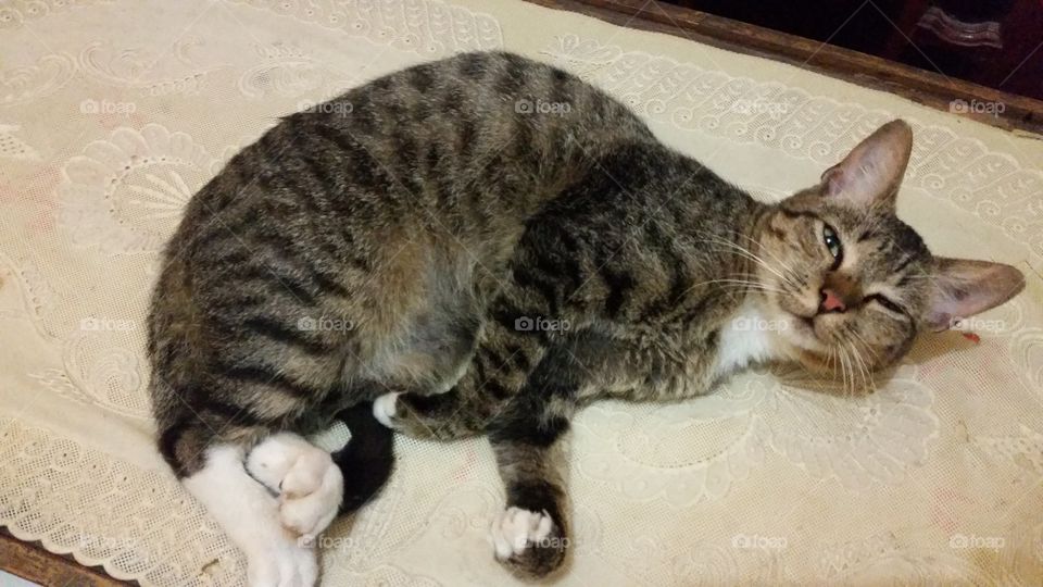 a cat sleeping on a table