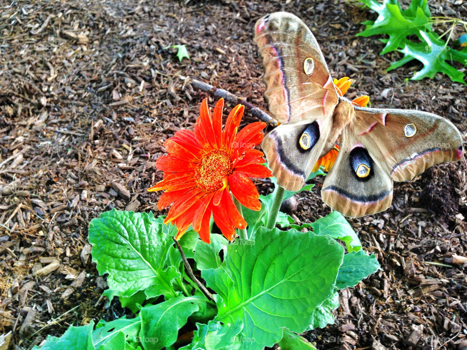 flowers and a moth